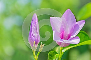 Saritaea magnificaÂ Duyand,  Purple Bignonia , Bignoniaceae ,flower plant